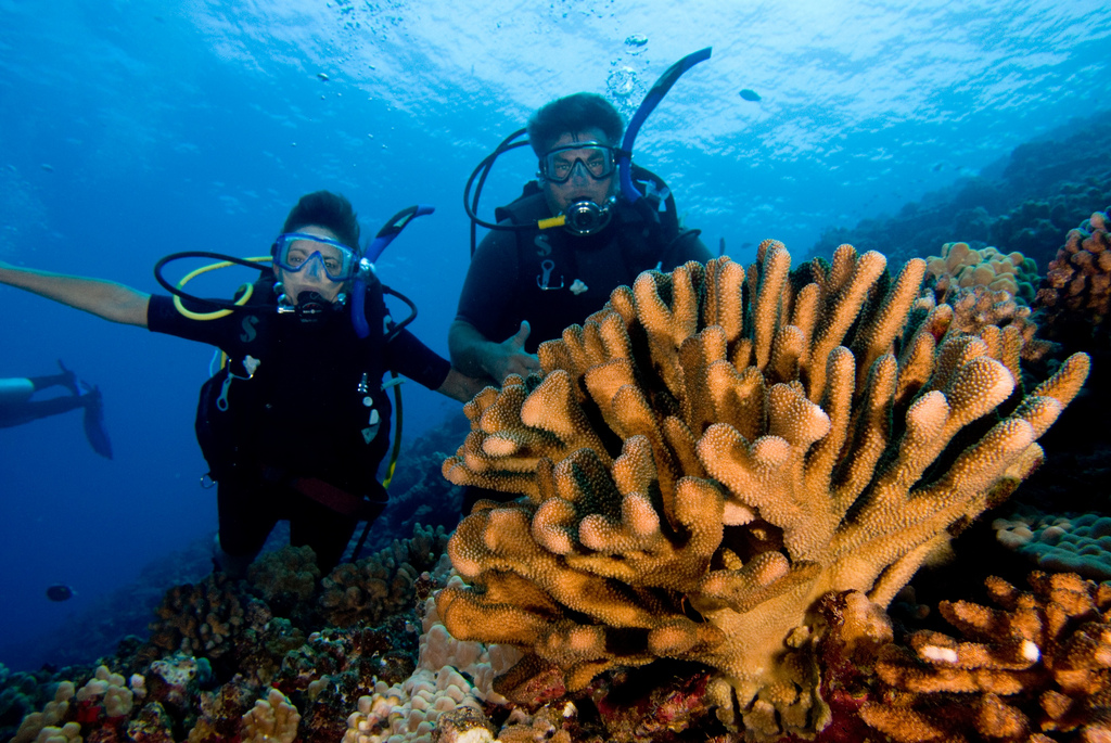 Maui Dive reef